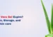 Does Aloe Vera Gel Expire Shelf Life, Storage, and Skin care